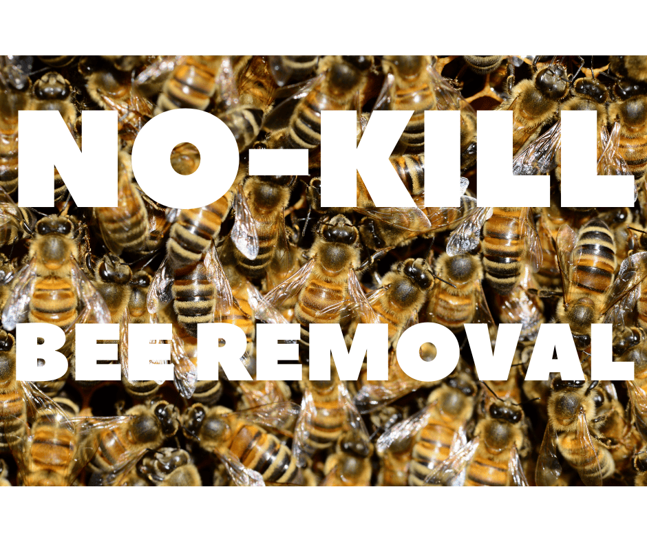 NO-KILL BEE REMOVAL service is available