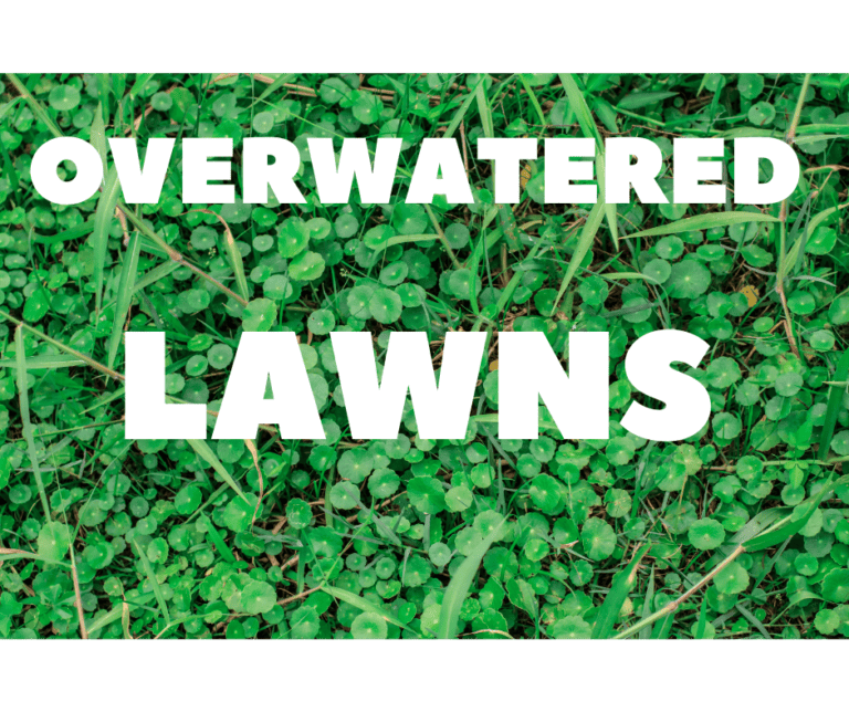 The Hazards of Excessive Lawn Watering: Risks, Plant Issues, and Environmental Impact