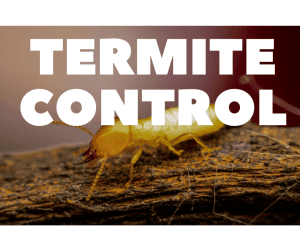 Termite Control Service. Trusted termite company in Melbourne, FL We provide Termite Control Services in Palm Bay, Melbourne, Suntree, Viera, Cocoa, Merritt Island, Cape Canaveral, Cocoa Beach, Satellite Beach, Indian Harbour Beach, Indialantic, Melbourne Beach, Vero Beach, Sebastian