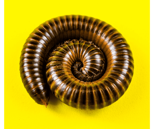 millipede picture