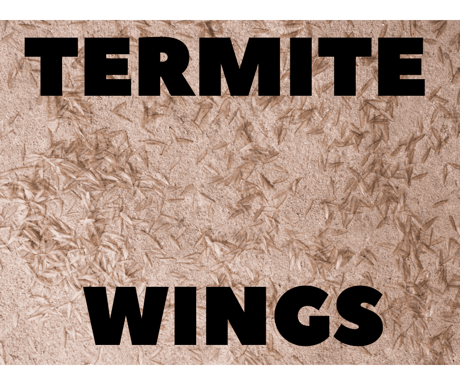 Termite wings in Sebastian