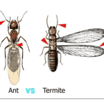 Carpenter Ants. Swarming Ant Versus Swarming Termite