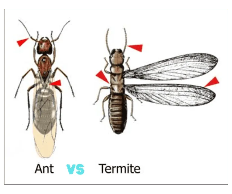 Carpenter Ants. Swarming Ant Versus Swarming Termite