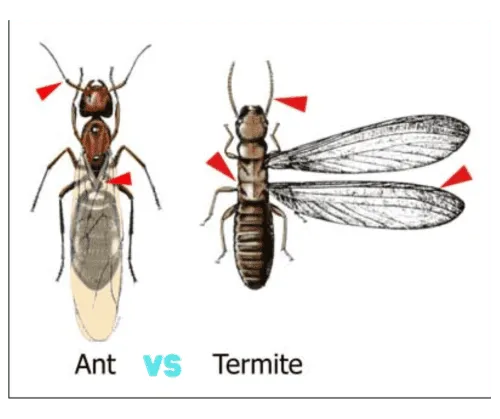 Carpenter Ants. Swarming Ant Versus Swarming Termite