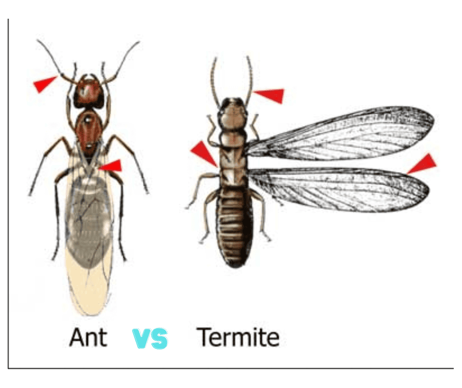 Carpenter Ants. Swarming Ant Versus Swarming Termite