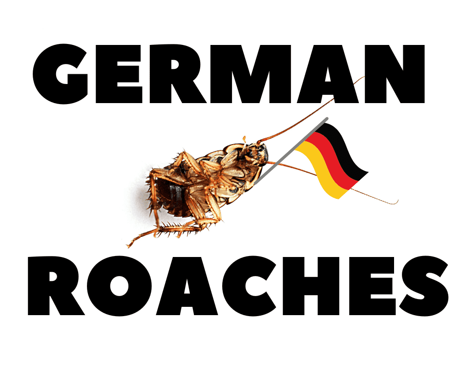 German Cockroach Treatments Start at $599.00 USD