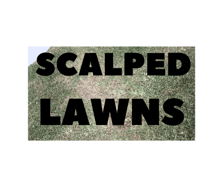 THE DANGERS OF SCALPING ST. AUGUSTINE LAWNS: