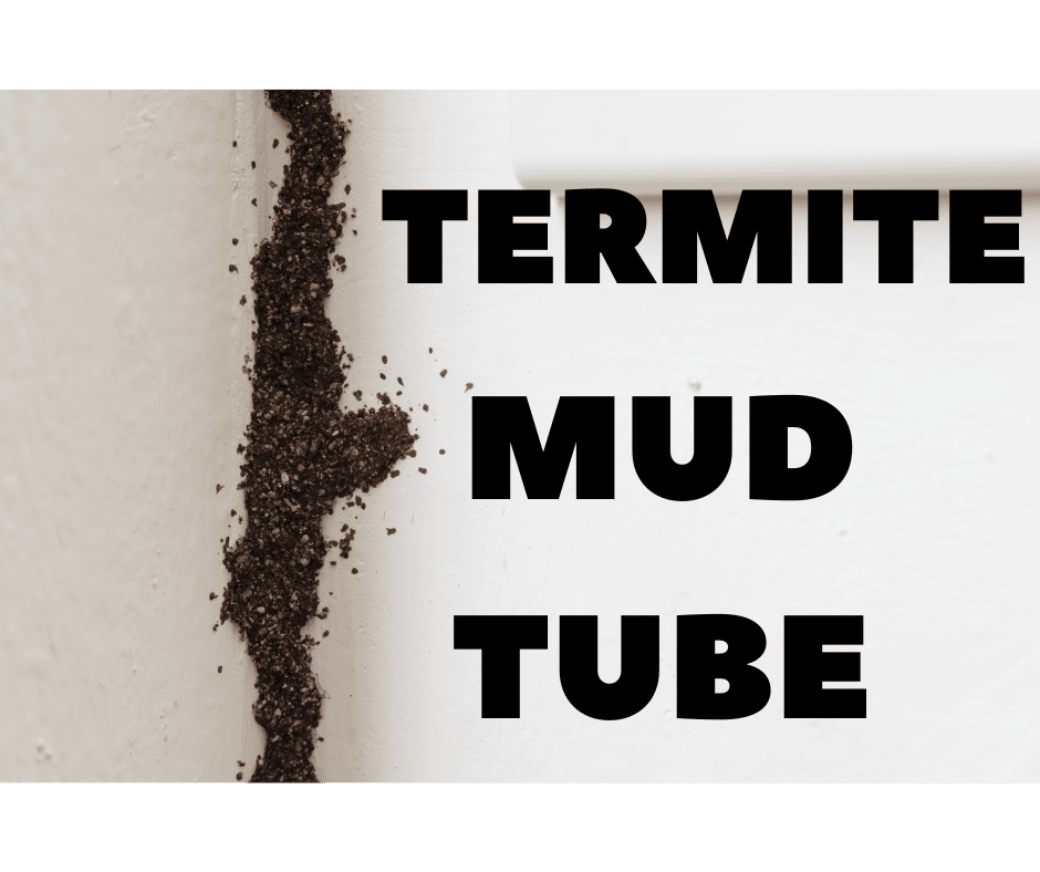 Termite mud tube in Indialantic