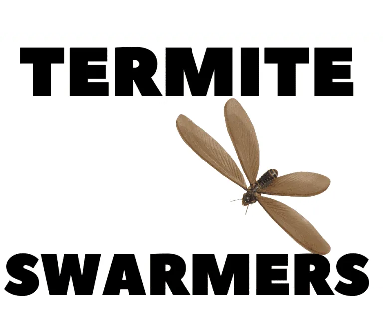 A close-up of a winged termite swarmer, a sign of a mature termite colony.