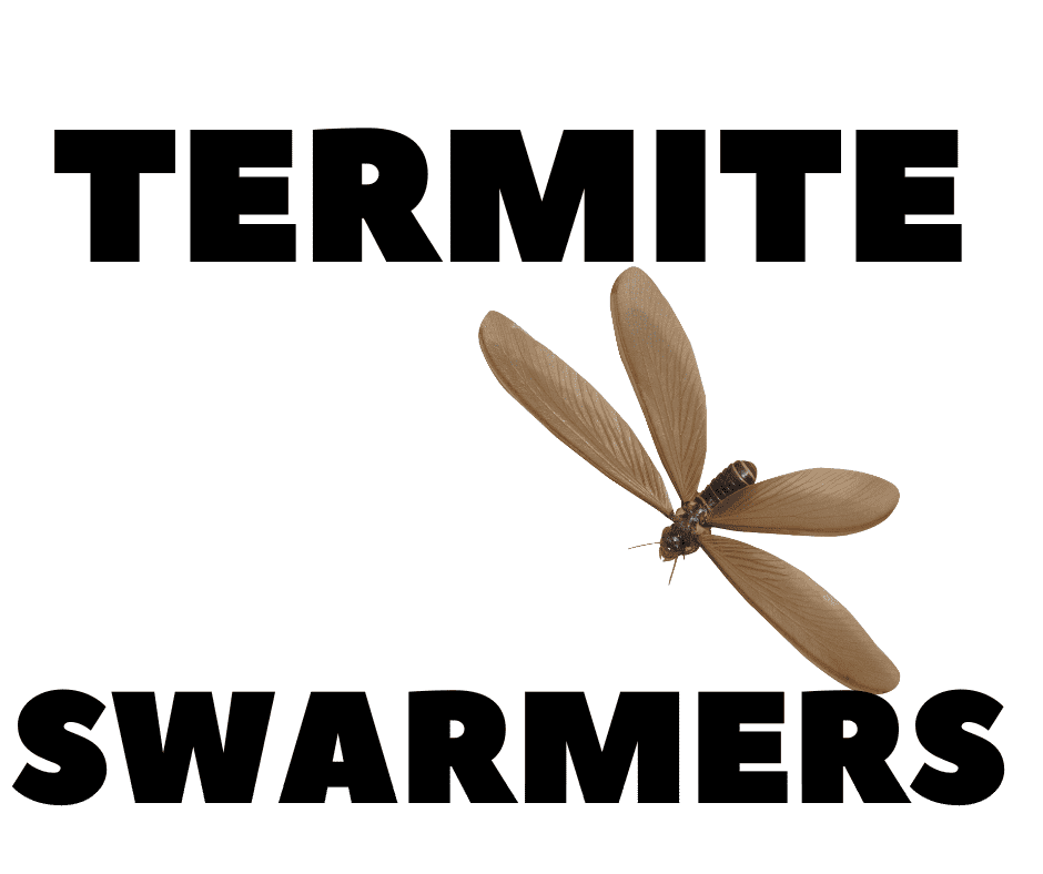 Swarming Termite in Sebastian