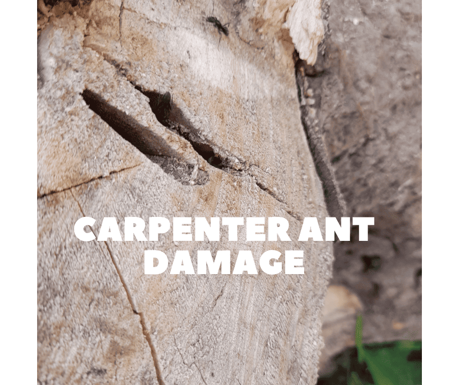 carpenter ant damage