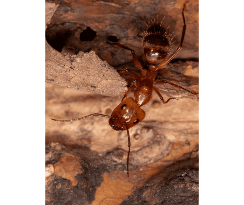 Carpenter Ant