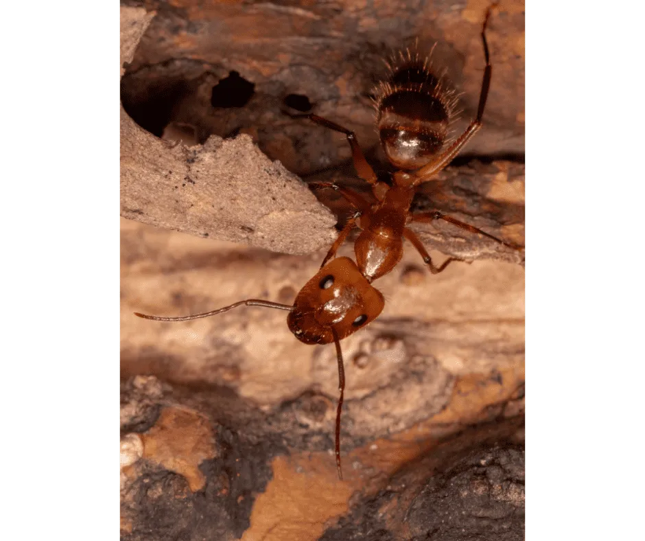 Carpenter Ants
