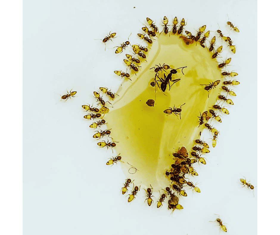 Ghost Ants, sometimes called Sugar Ants are shown feeding on Terro Liquid Ant Bait.