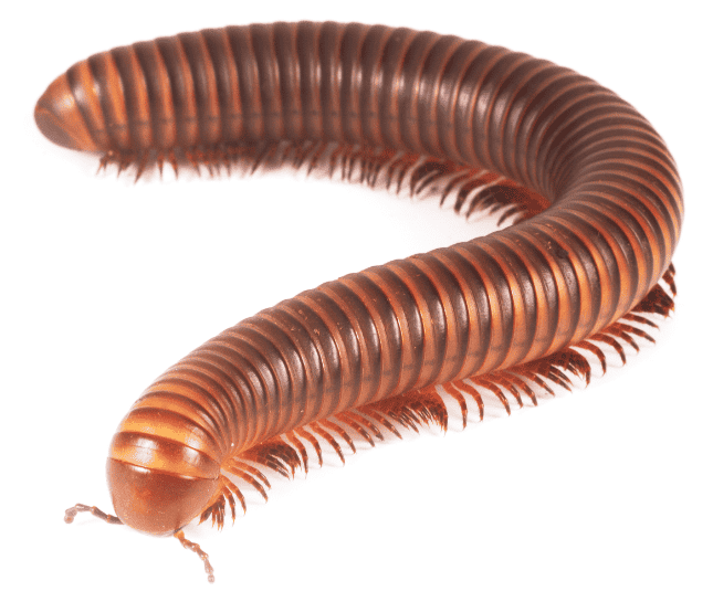 Professional Millipede Control Service