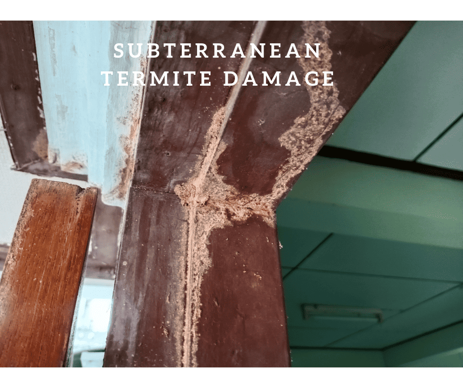 Subterranean Termite damage on a door frame.