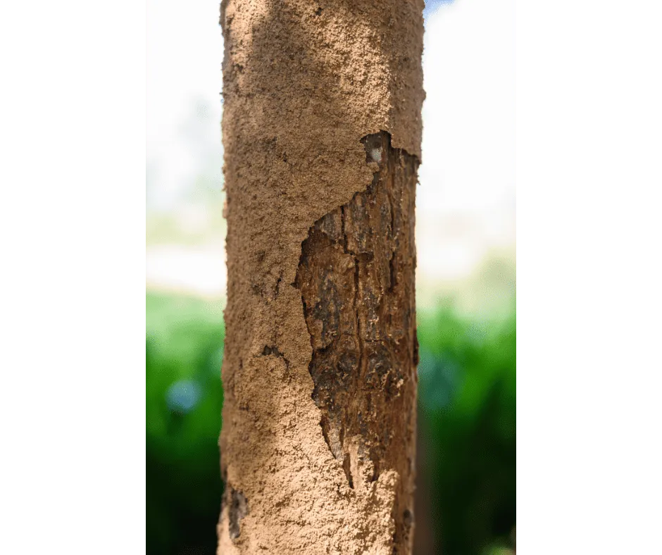Termite Control Treatments