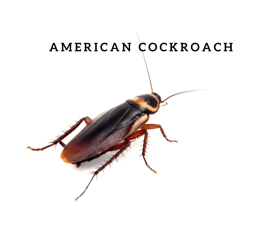 Large Roach Control; American Cockroach.