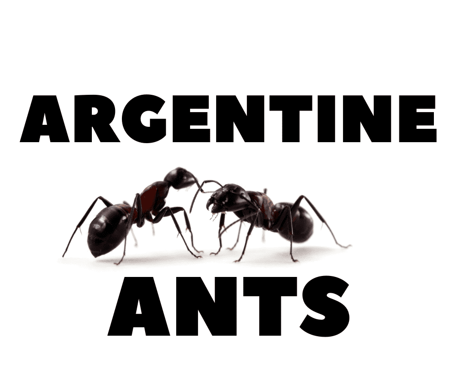 Argentine Ant Control