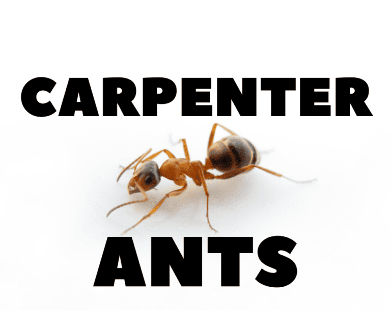 CARPENTER ANT CONTROL: SAFE & EFFECTIVE
