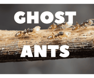 Ghost Ant Control; Guaranteed