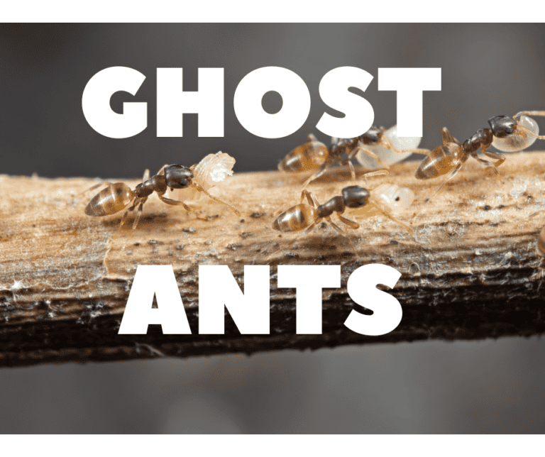 GHOST ANT CONTROL: GUARANTEED