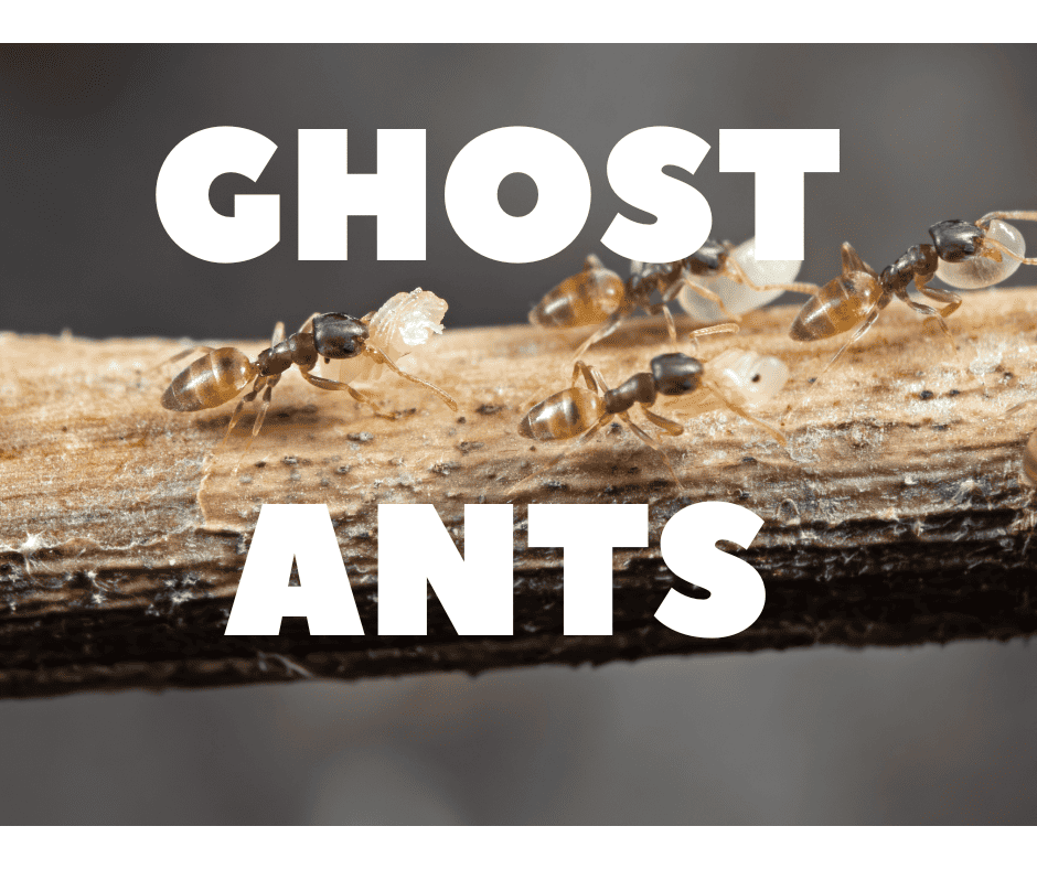 Ghost Ant Control