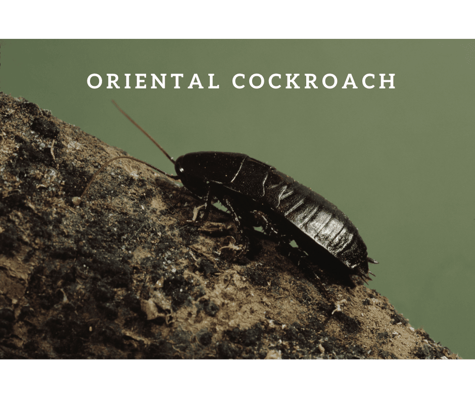 Large Roach Control; Oriental Cockroach