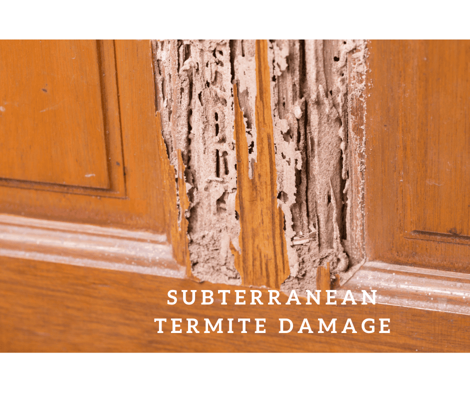 Termite Control. Subterranean Termite Damage