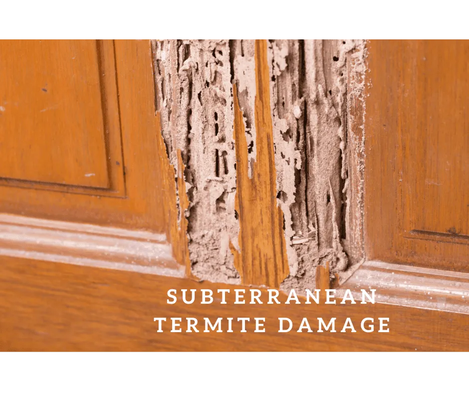 Termite Control. Subterranean Termite Damage