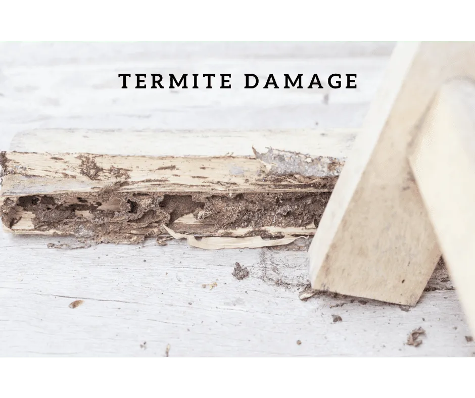 Termite Damage