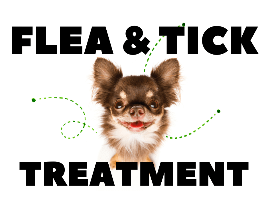 Flea and Tick Treatment