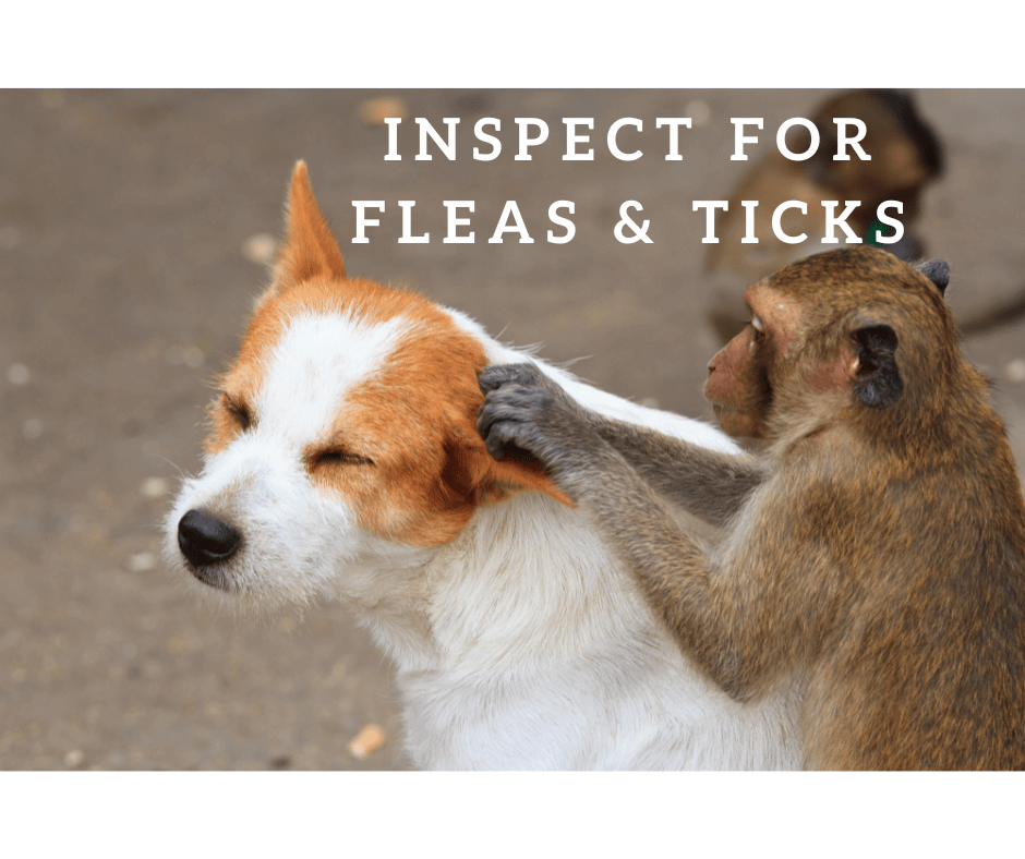 Inspect For Fleas and Ticks