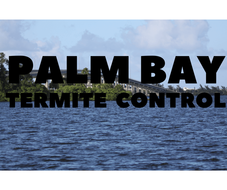 Termite Control Palm Bay