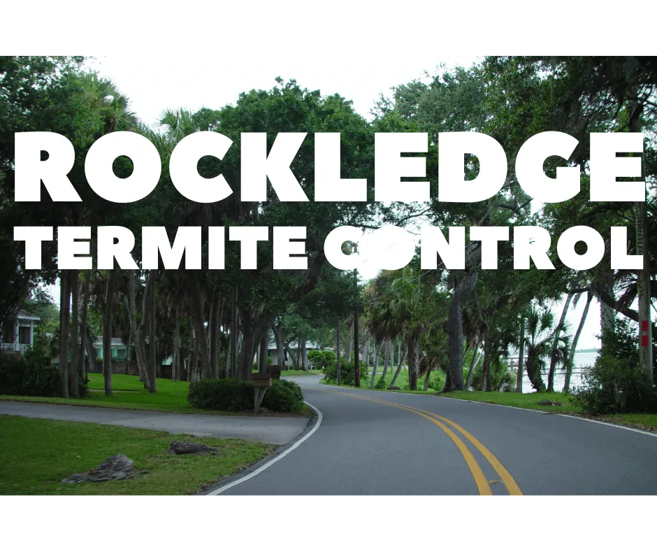 Termite Control Rockledge; A winding residential road in Rockledge, Florida, lined with lush palm trees and oak trees, with "ROCKLEDGE TERMITE CONTROL" in large white letters overlaid on the image.