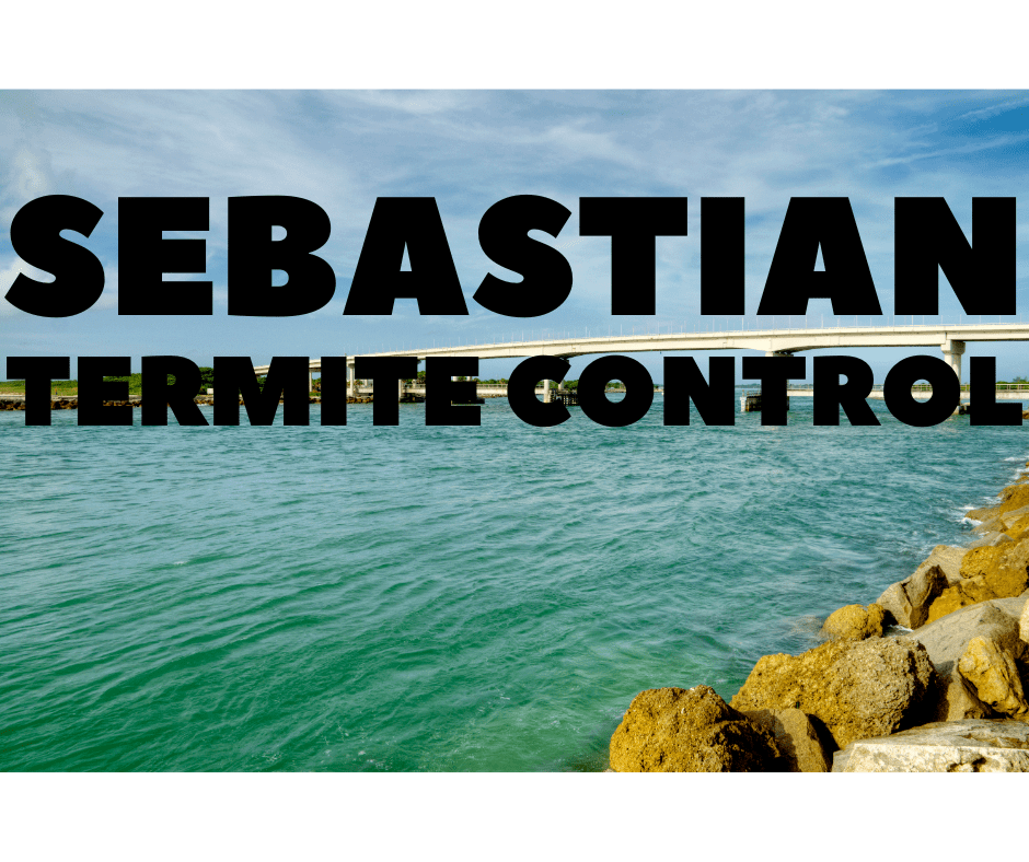 Termite Control Sebastian