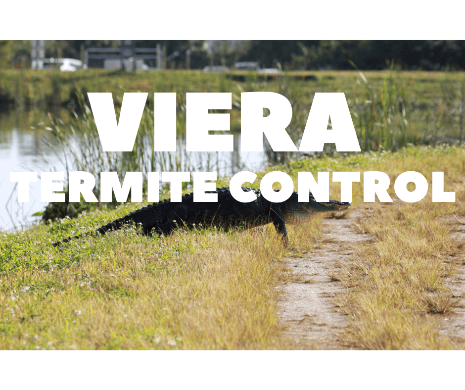 Termite Control Viera