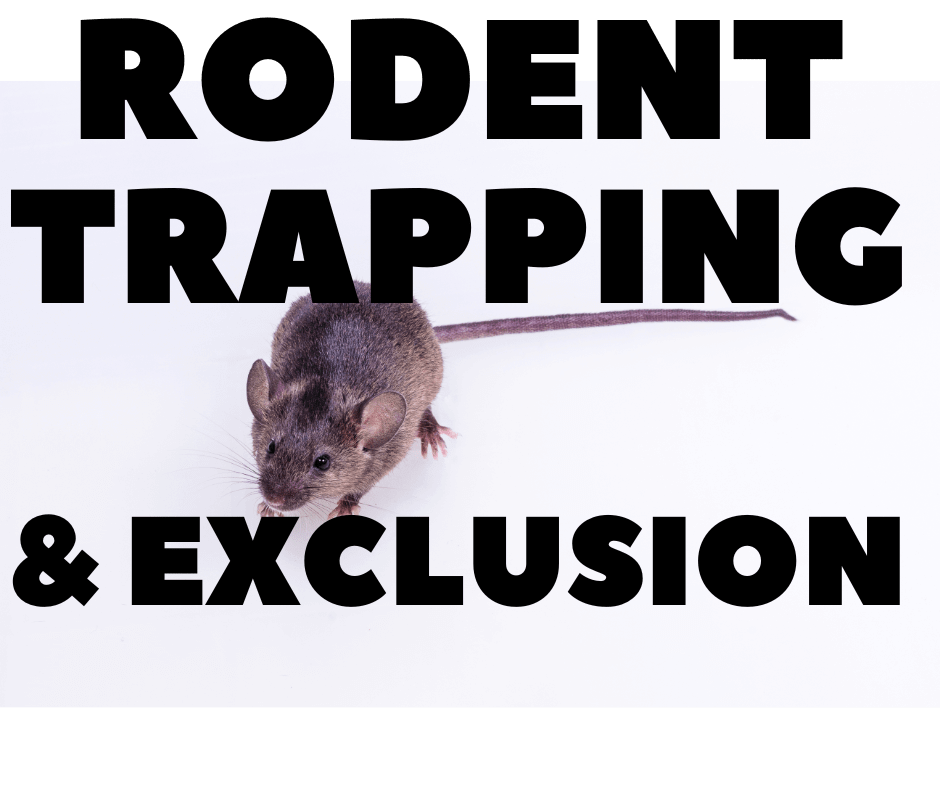 Rodent Trapping & Exclusion