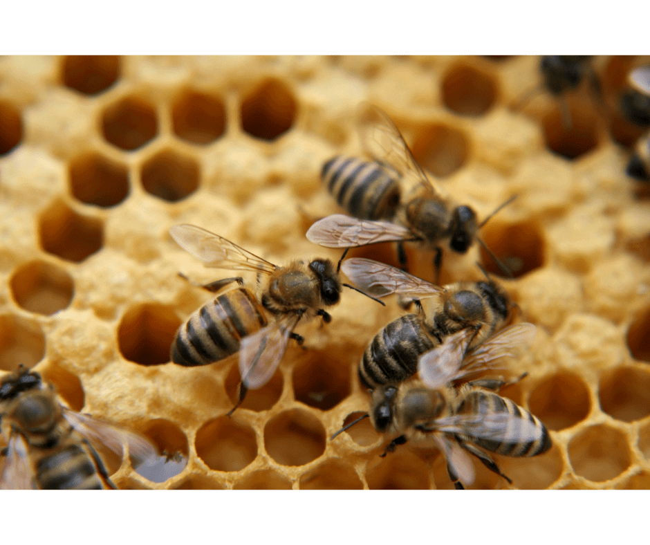 no kill bee removal
