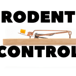 rodent control