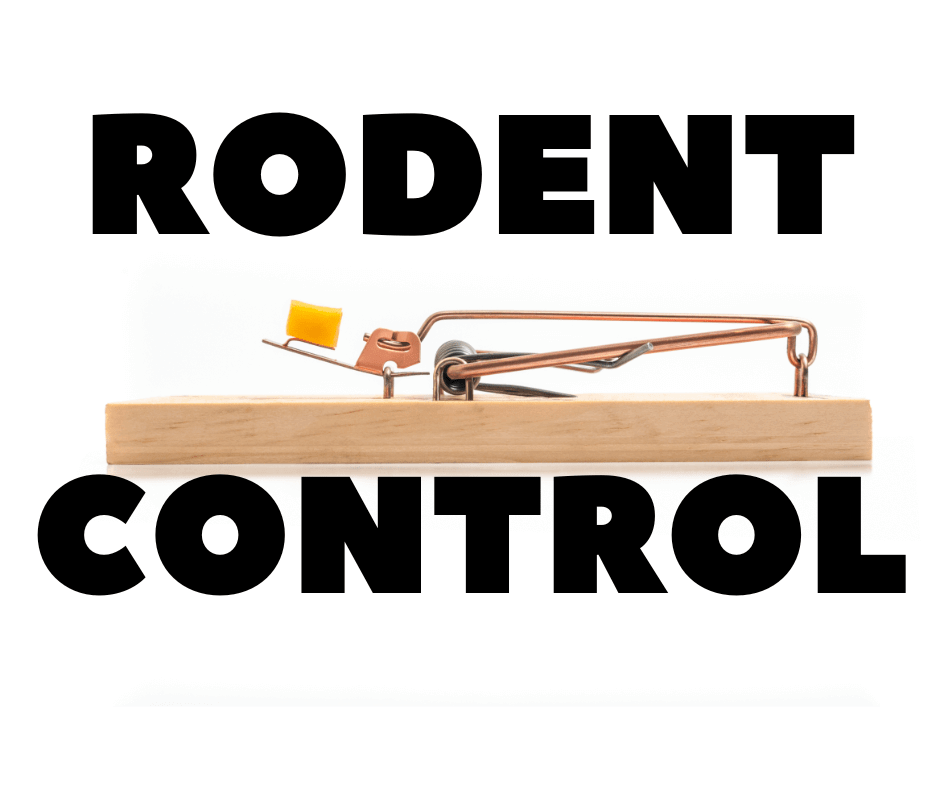 rodent control