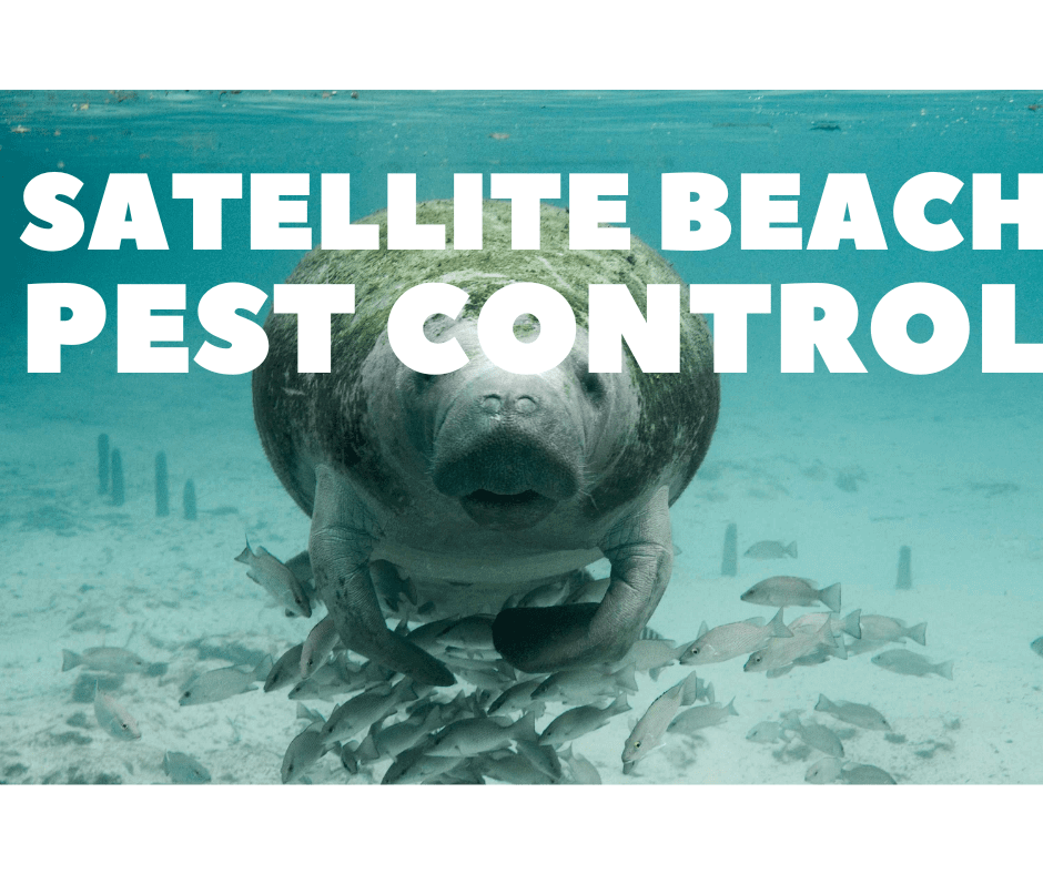 satellite beach pest control, Satellite Beach, Florida