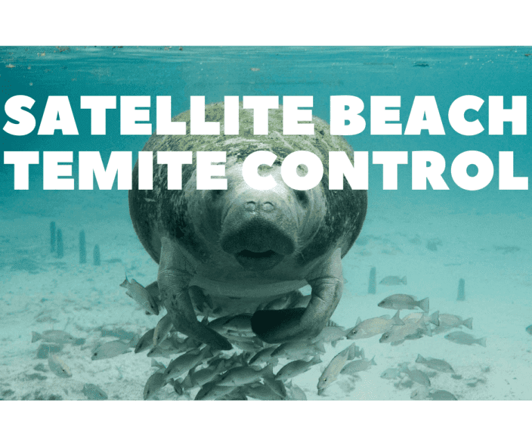 termite control satellite beach