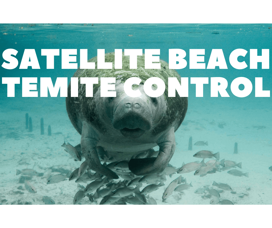 termite control satellite beach