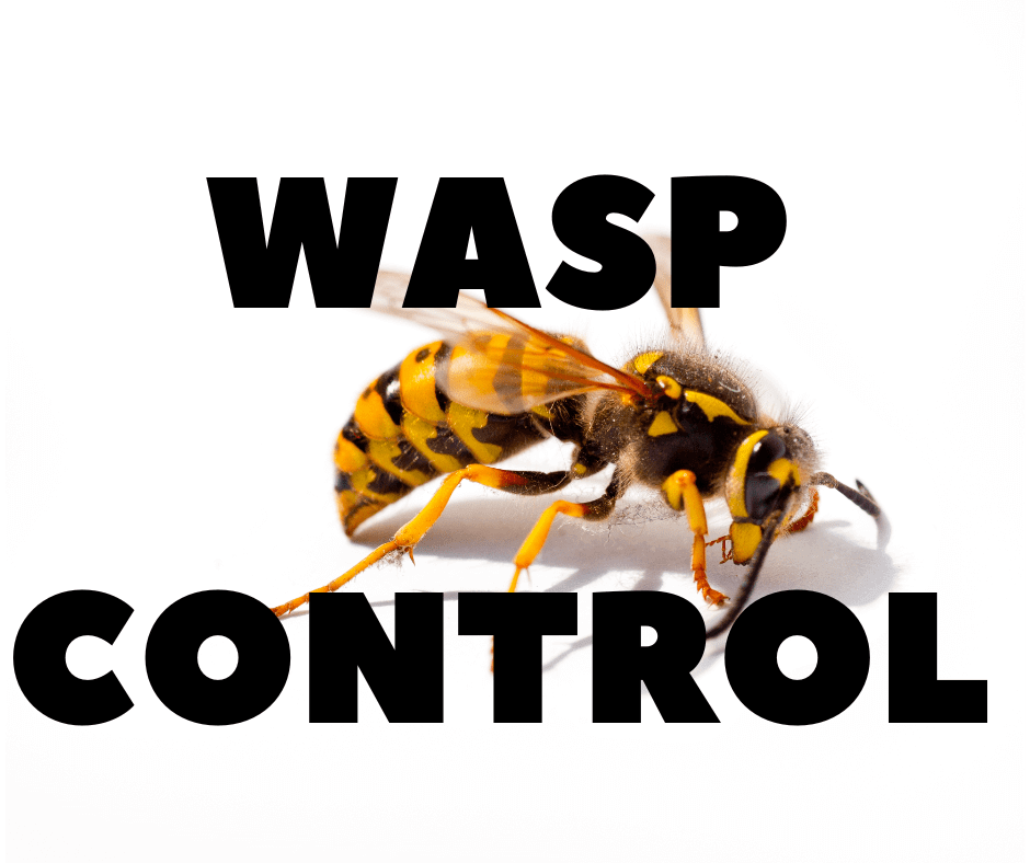 wasp control