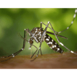 Eco-Friendly Mosquito Control Service