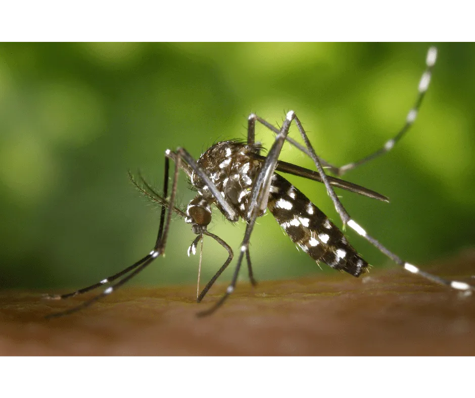 Eco-Friendly Mosquito Control Service
