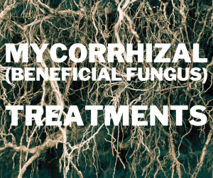 Mycorrhizal Fungi (beneficial fungi) treatment service