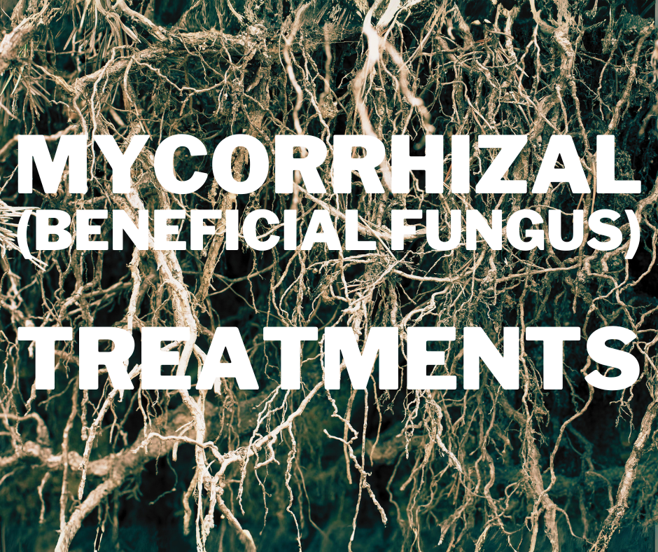 Mycorrhizal Fungi (beneficial fungi) treatment service