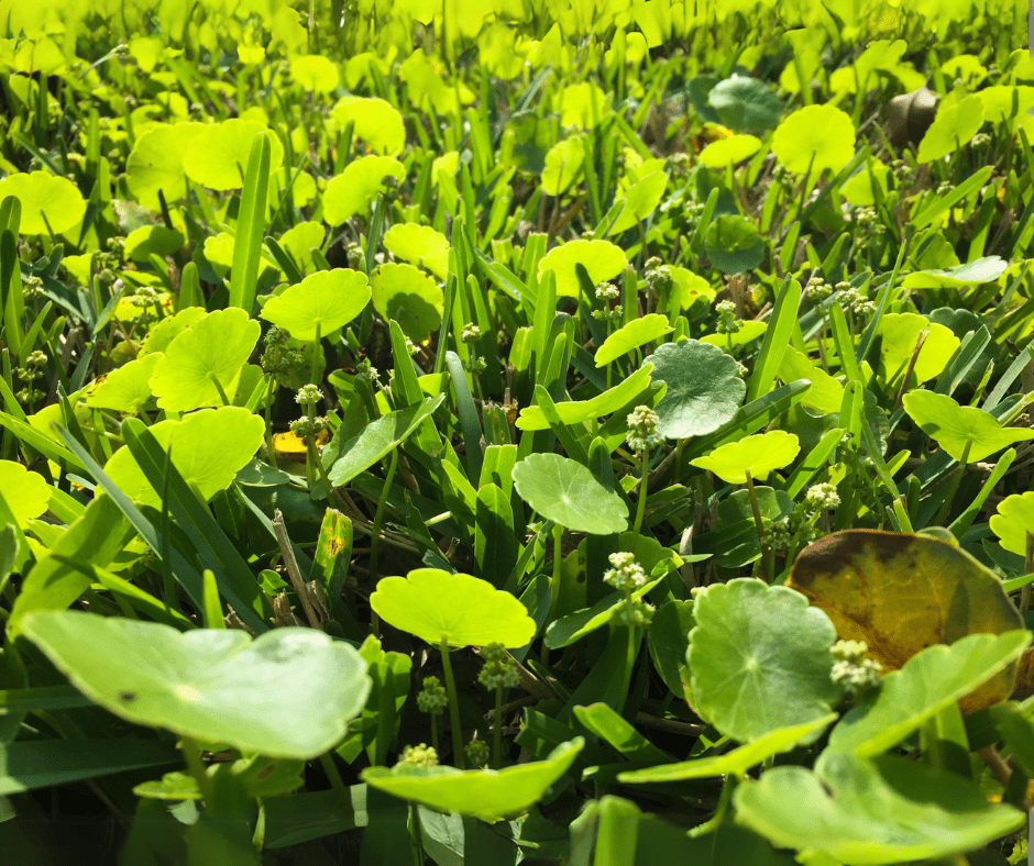 Typical St. Augustine lawn with no rain sensor.